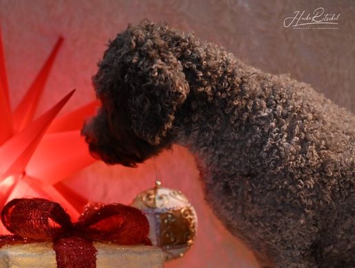 Happy Dibah 1.Advent